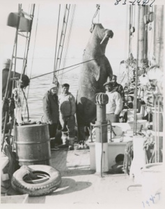 Image of Hoisting walrus onto Bowdoin Miriam and Kahda [Kale Peary] and Sorrak Mayak